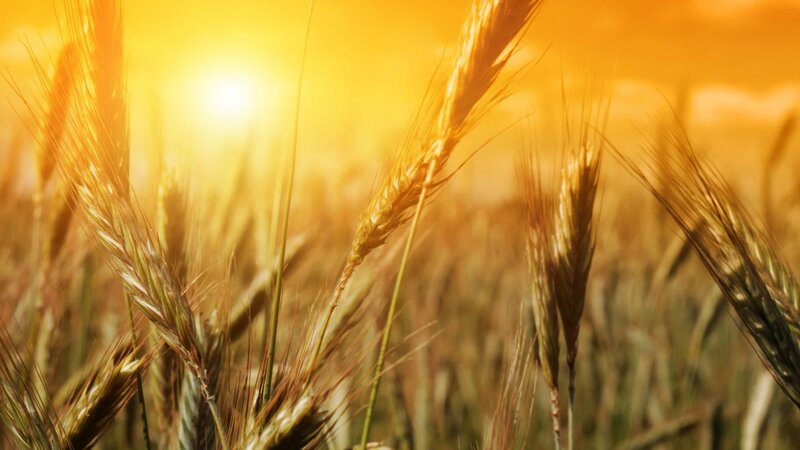 Golden wheat field at sunset