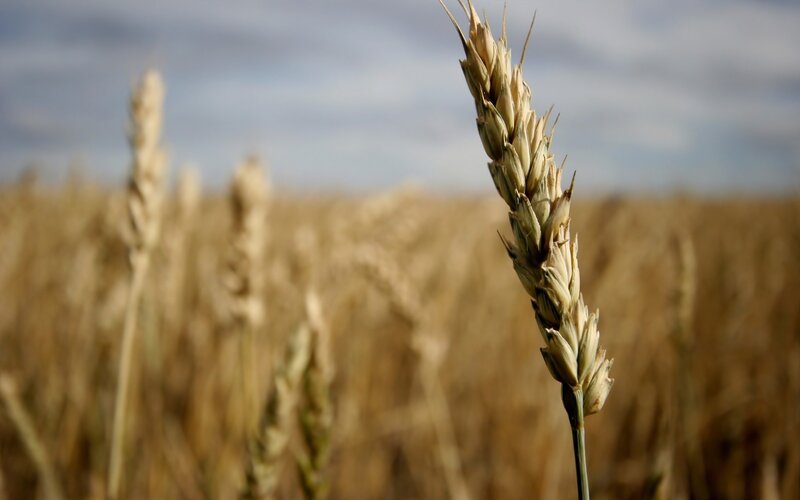 Golden wheat field at sunset