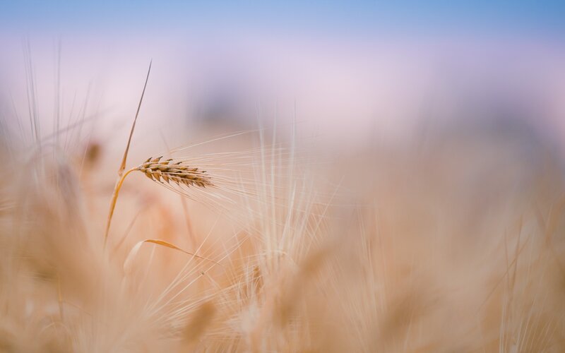 Golden wheat field at sunset