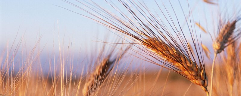 Golden wheat field at sunset