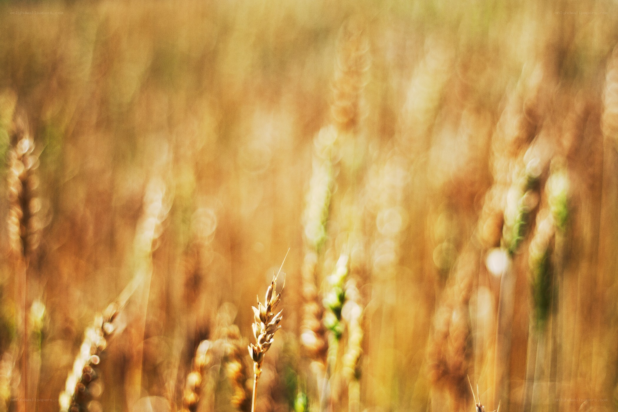 Golden wheat field at sunset