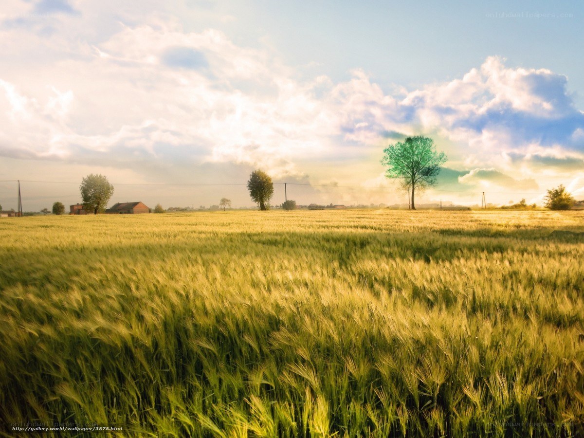 Golden Wheat Field at Sunset