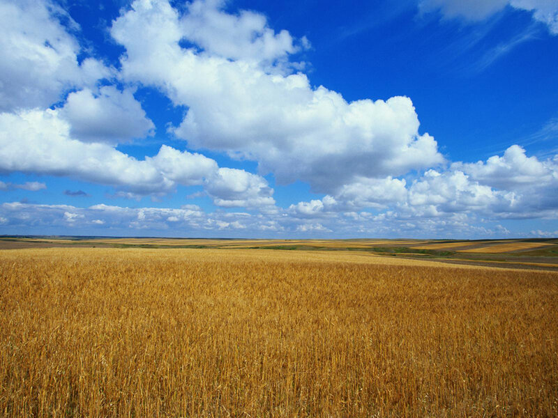 Golden Wheat Field — Blue, Clouds