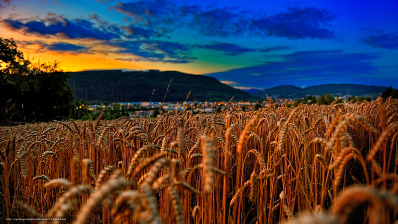 Golden Wheat Field — Blue, Dramatic, Sunset, Photograph