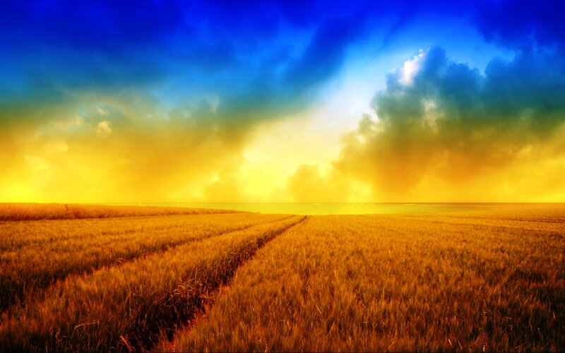 Golden Wheat Field — Blue, Dramatic, Sunset