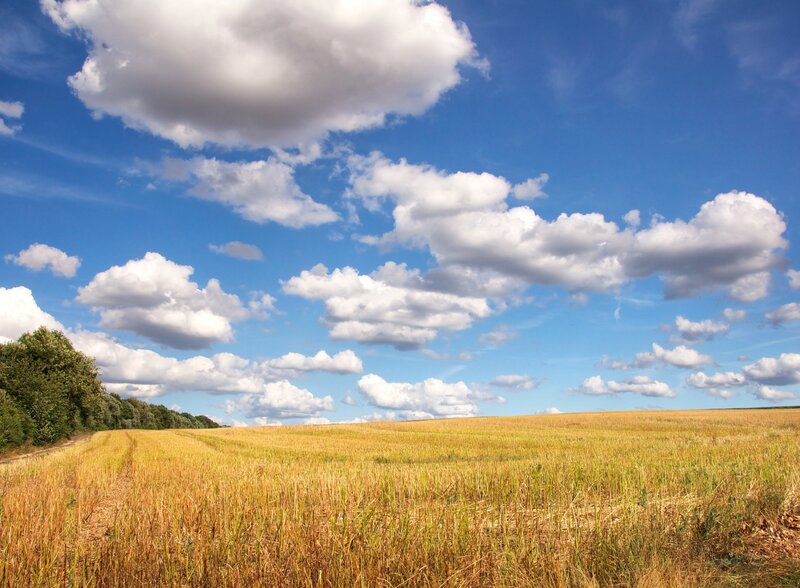 Golden Wheat Field — Blue, Serene, Afternoon, Photograph, Clouds, Trees, Sky
