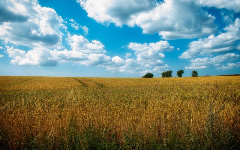 Golden Wheat Field — Blue, Serene, Afternoon, Photograph, Clouds, Trees, Sky, Yellow
