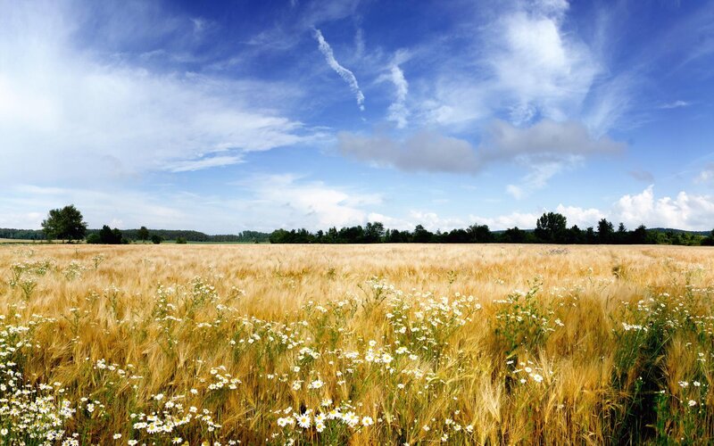 Golden Wheat Field — Blue, Serene, Afternoon, Photograph, Daisies