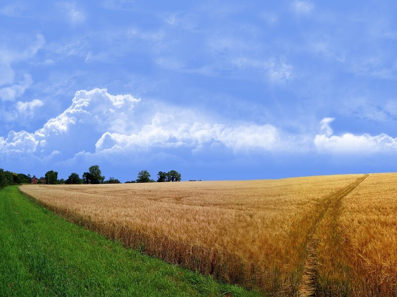 Golden Wheat Field — Blue, Serene, Afternoon, Photograph, Green Grass, Clouds