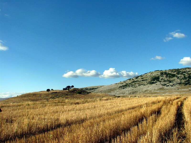 Golden Wheat Field — Blue, Serene, Afternoon, Photograph, Hills