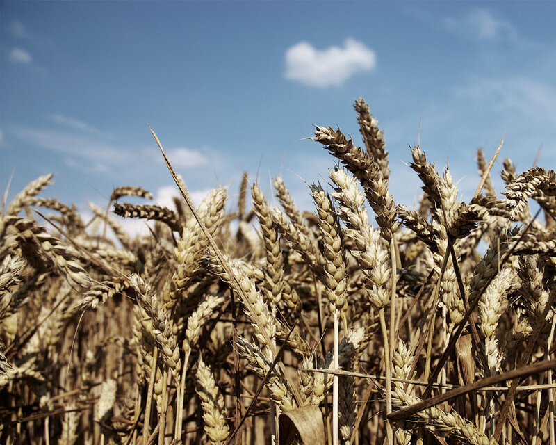 Golden Wheat Field — Blue, Serene, Afternoon, Photograph, Sky, Clouds, Gold