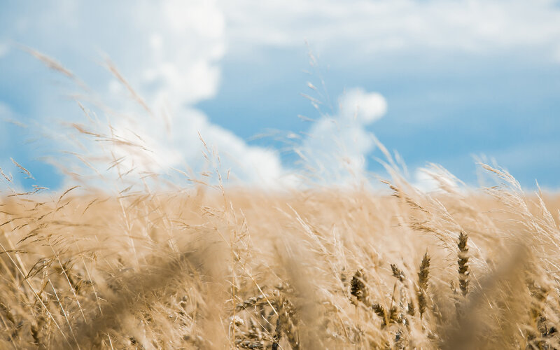 Golden Wheat Field — Blue, Serene, Afternoon, Photograph, Sky, Clouds, Grass