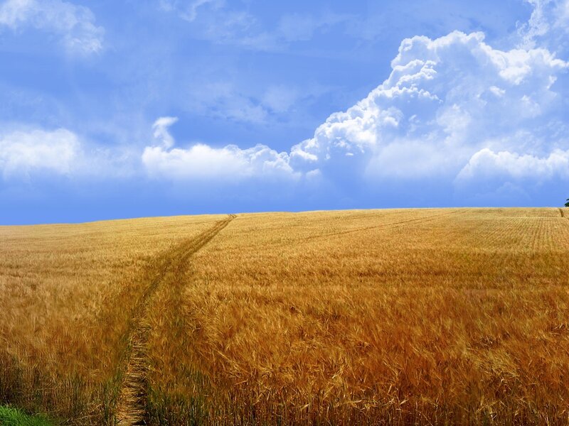 Golden Wheat Field — Blue, Serene, Afternoon, Photograph, Sky, Clouds, Hills, Yellow