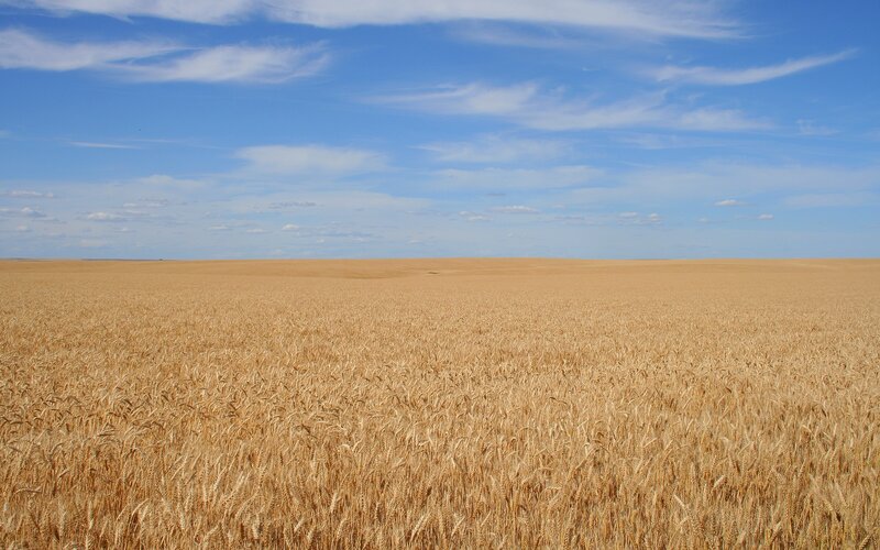 Golden Wheat Field — Blue, Serene, Afternoon, Photograph, Sky, Clouds, Horizon