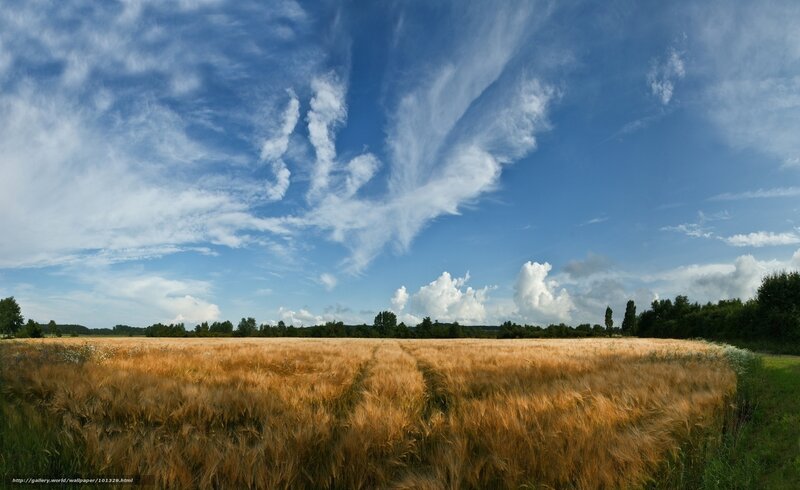 Golden Wheat Field — Blue, Serene, Afternoon, Photograph, Sky, Clouds