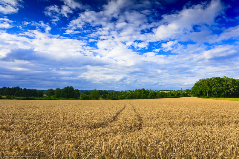 Golden Wheat Field — Blue, Serene, Afternoon, Photograph, Sky, Clouds, Trees
