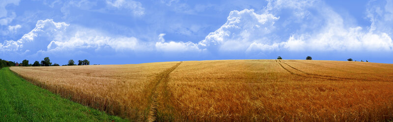Golden Wheat Field — Blue, Serene, Afternoon, Photograph, Sky, Clouds, Trees, Yellow