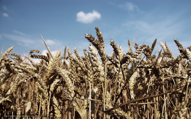 Golden Wheat Field — Blue, Serene, Afternoon, Photograph, Sky