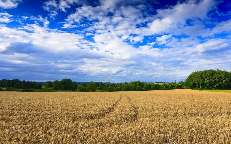 Golden Wheat Field — Blue, Serene, Afternoon, Photograph, Sky, Trees