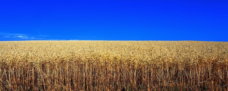 Golden Wheat Field — Blue, Serene, Afternoon, Photograph, Sky, Yellow