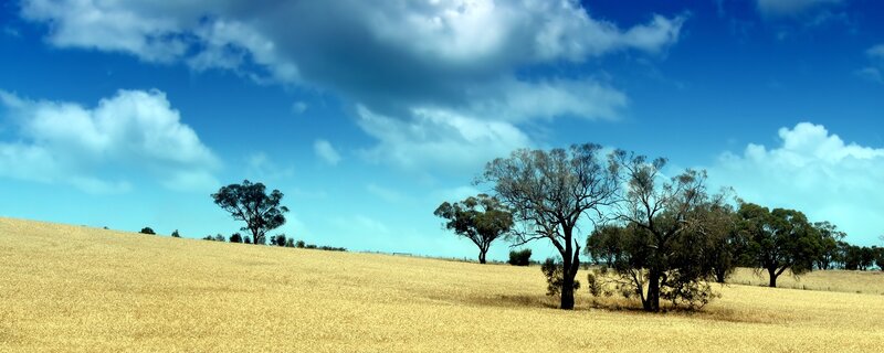 Golden Wheat Field — Blue, Serene, Afternoon, Photograph, Trees, Hills
