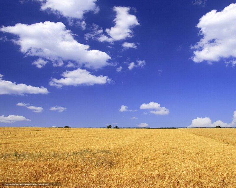 Golden Wheat Field — Blue, Serene, Afternoon