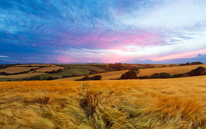 Golden Wheat Field — Blue, Serene, Sunset, Photograph, Rolling Hills