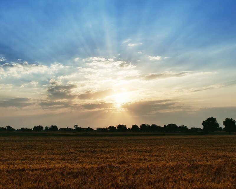 Golden Wheat Field — Blue, Serene, Sunset, Photograph, Sun, Clouds, Trees, Yellow