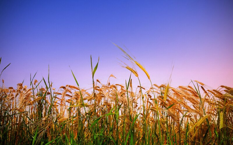 Golden Wheat Field — Blue, Serene, Sunset, Photograph