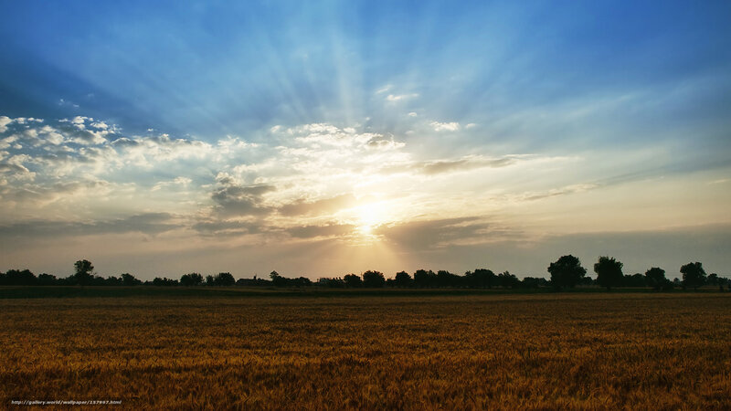 Golden Wheat Field — Blue, Serene, Sunset