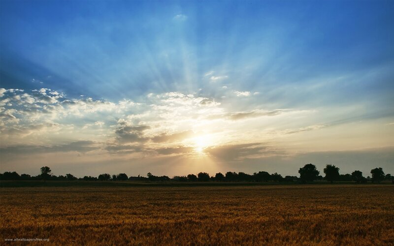 Golden Wheat Field — Blue, Sunset