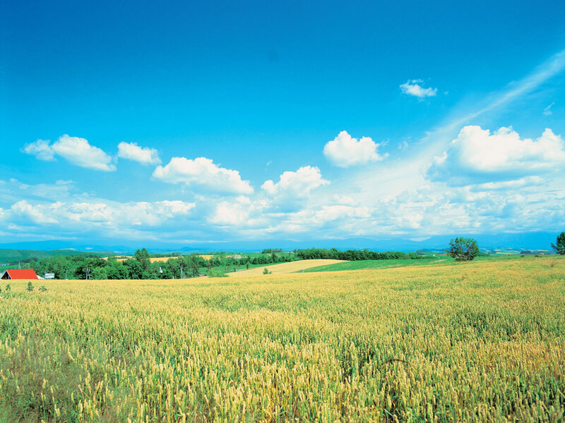 Golden Wheat Field — Blue, Trees