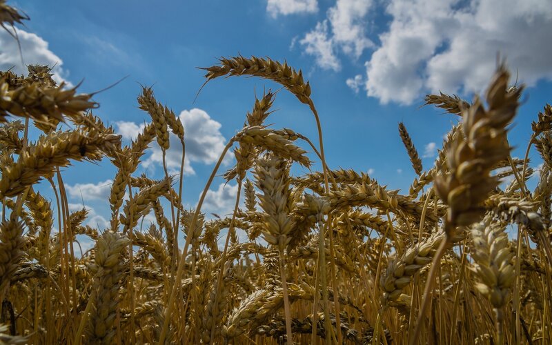 Golden Wheat Field — Blue, White