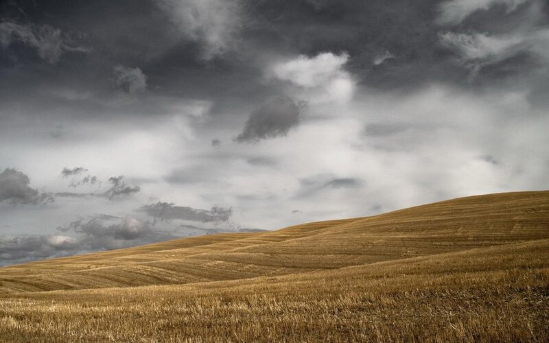 Golden Wheat Field — Brown, Dramatic, Afternoon