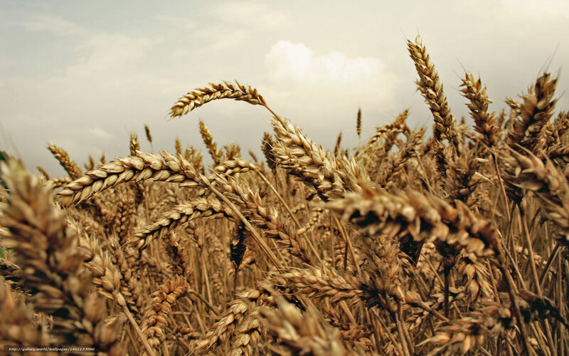 Golden Wheat Field — Brown