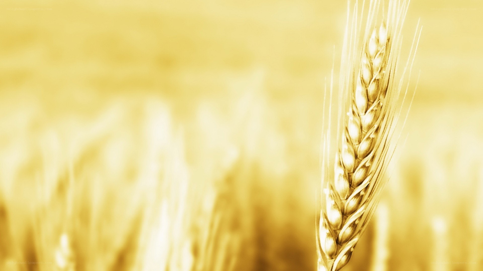 Golden wheat field close-up