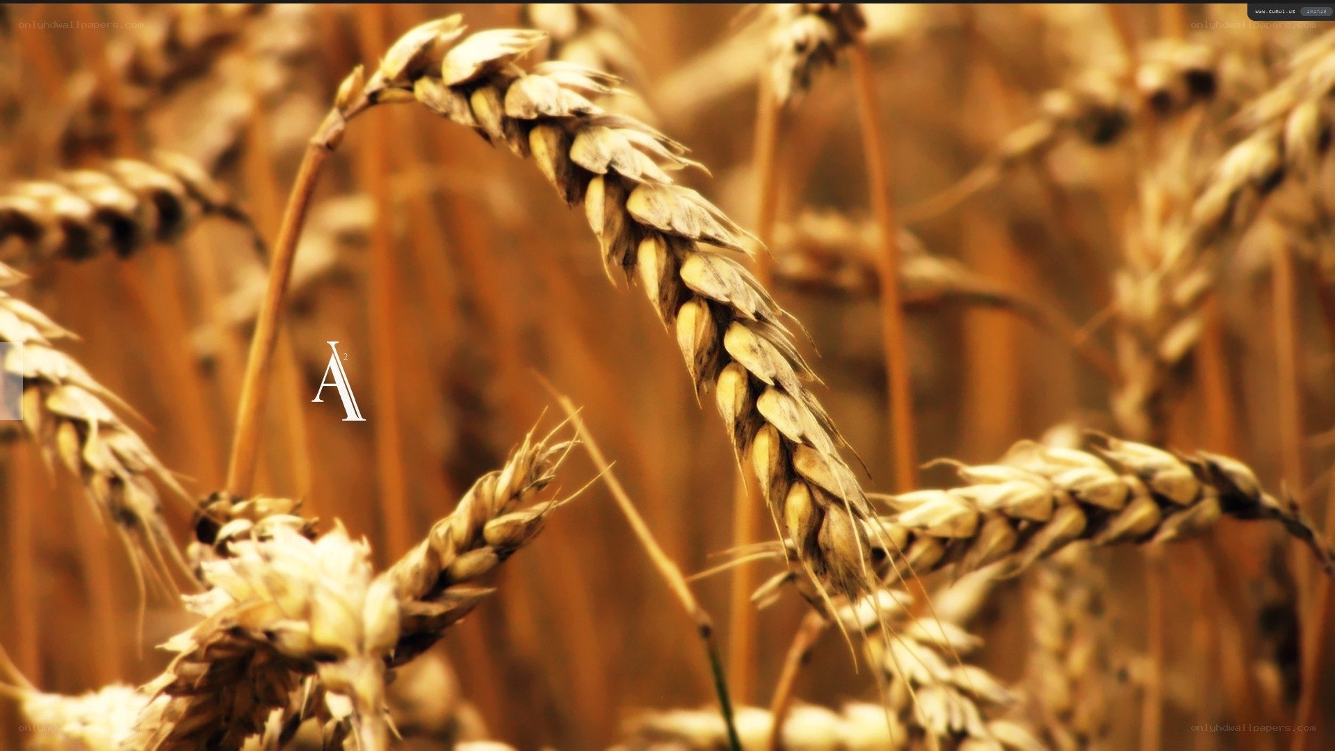 golden wheat field close-up