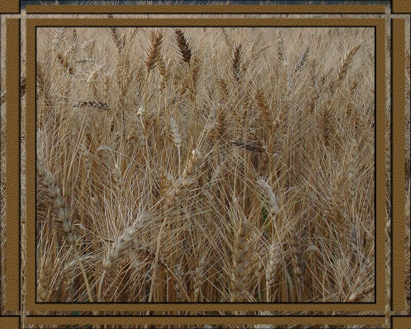 Golden wheat field close-up