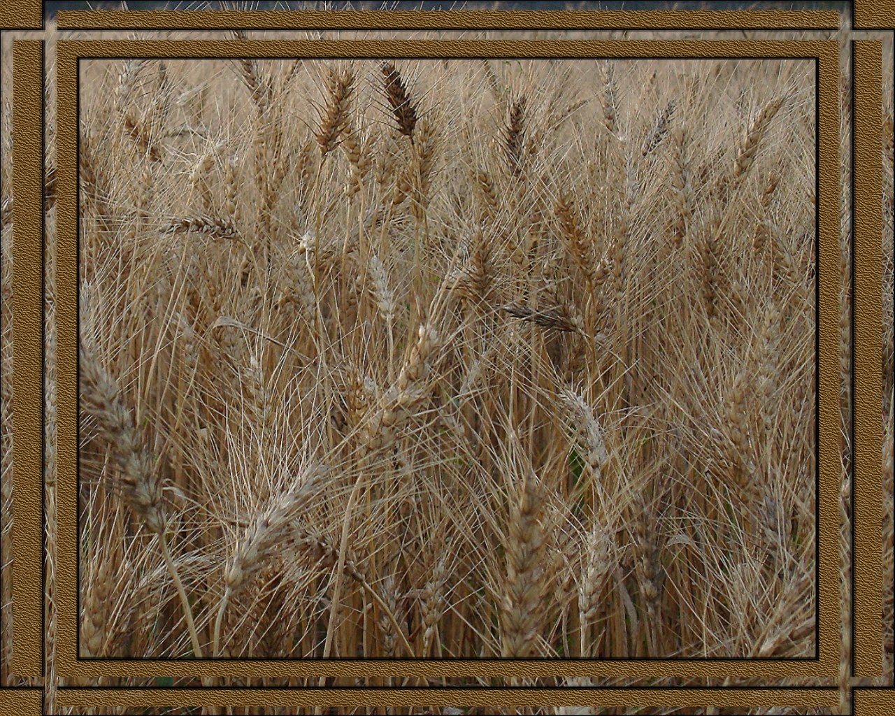 Golden wheat field close-up