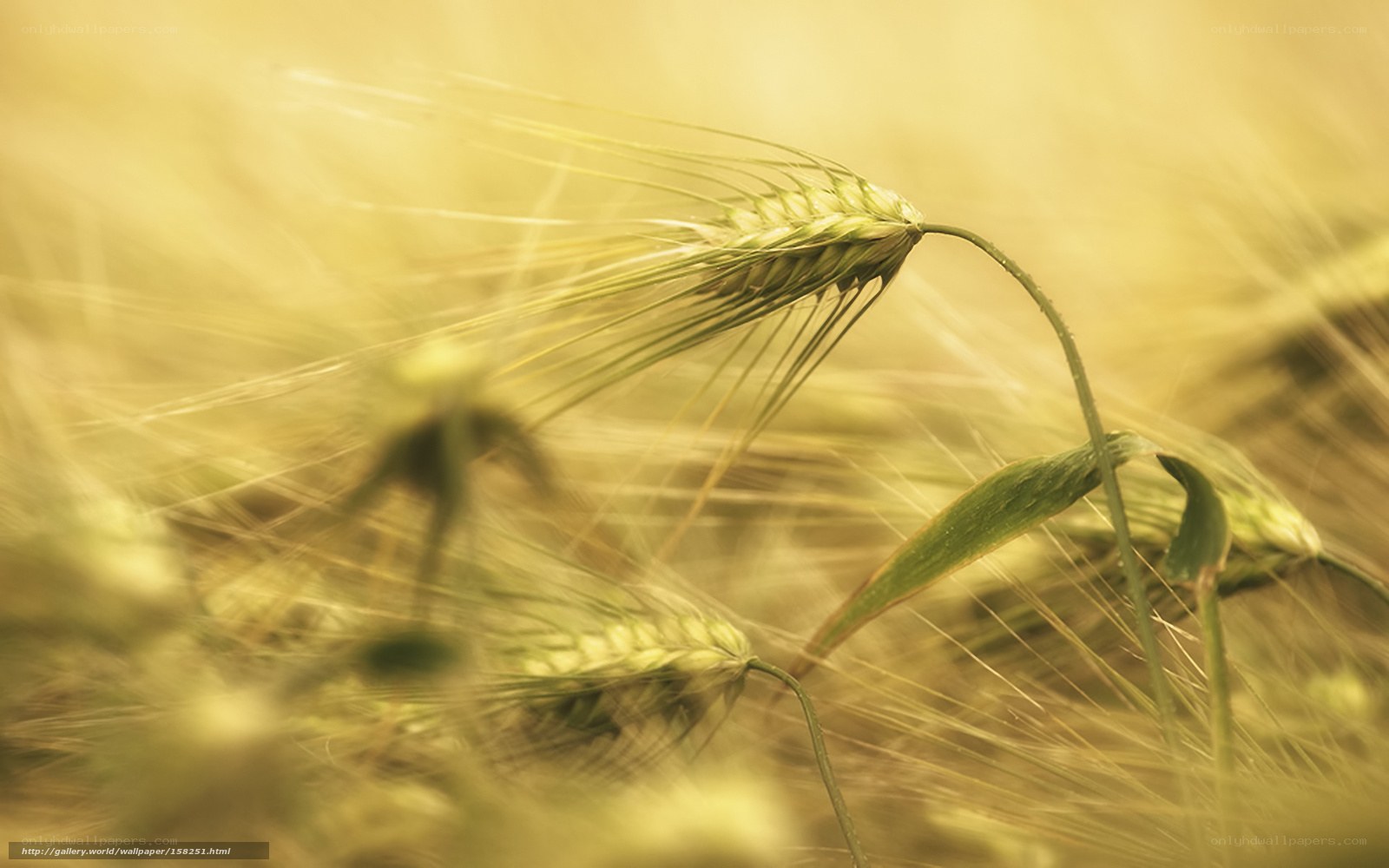 Golden wheat field close-up