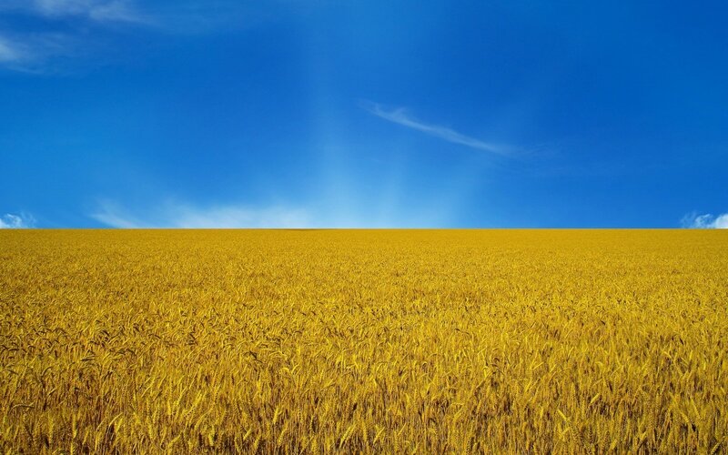 Golden Wheat Field — Clouds, Blue
