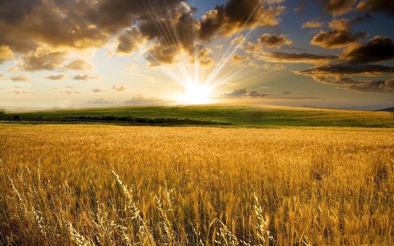 Golden Wheat Field — Dramatic, Sunset