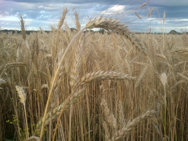 Golden Wheat Field — Gold, Calm, Afternoon