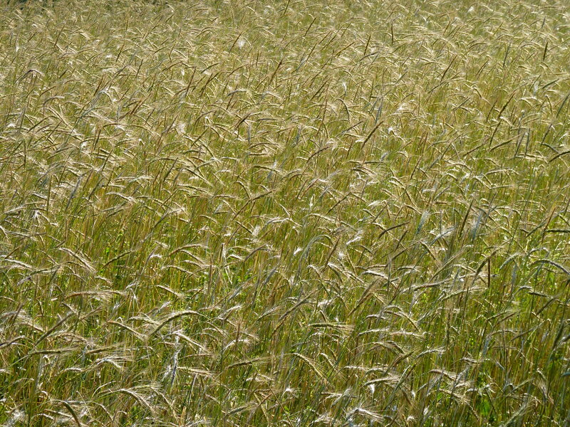 Golden Wheat Field — Gold, Calm