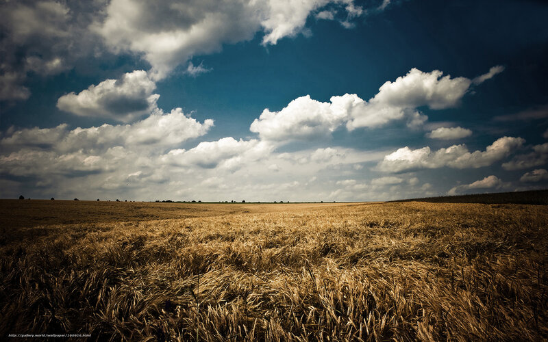 Golden Wheat Field — Gold, Dramatic, Afternoon, Photograph, Clouds, Sky
