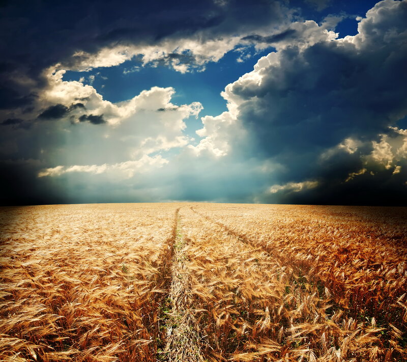 Golden Wheat Field — Gold, Dramatic, Afternoon, Photograph, Clouds