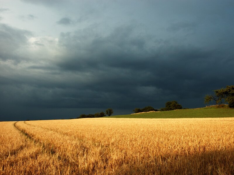 Golden Wheat Field — Gold, Dramatic, Afternoon, Photograph, Dark Clouds