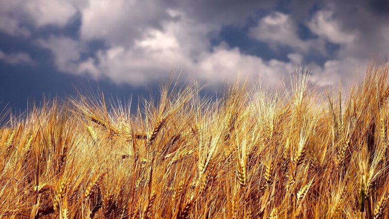 Golden Wheat Field — Gold, Dramatic, Afternoon, Photograph, Sky, Clouds, Blue, White