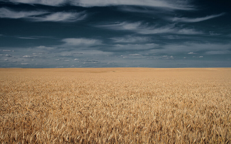 Golden Wheat Field — Gold, Dramatic, Afternoon, Photograph, Sky, Clouds, Horizon, Blue