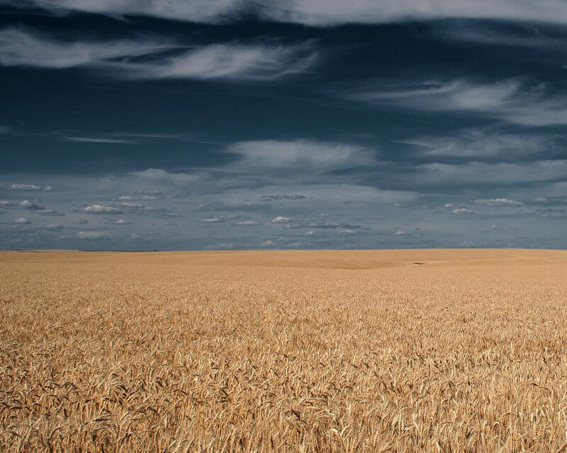 Golden Wheat Field — Gold, Dramatic, Afternoon, Photograph, Sky, Clouds, Horizon, Blue, White